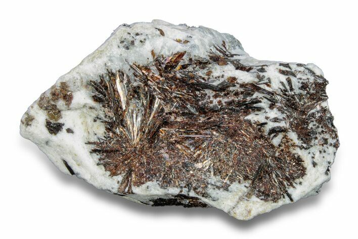 Golden-Brown, Radiating Astrophyllite - Kola Peninsula, Russia #255089